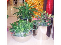 不锈钢花盆P1017